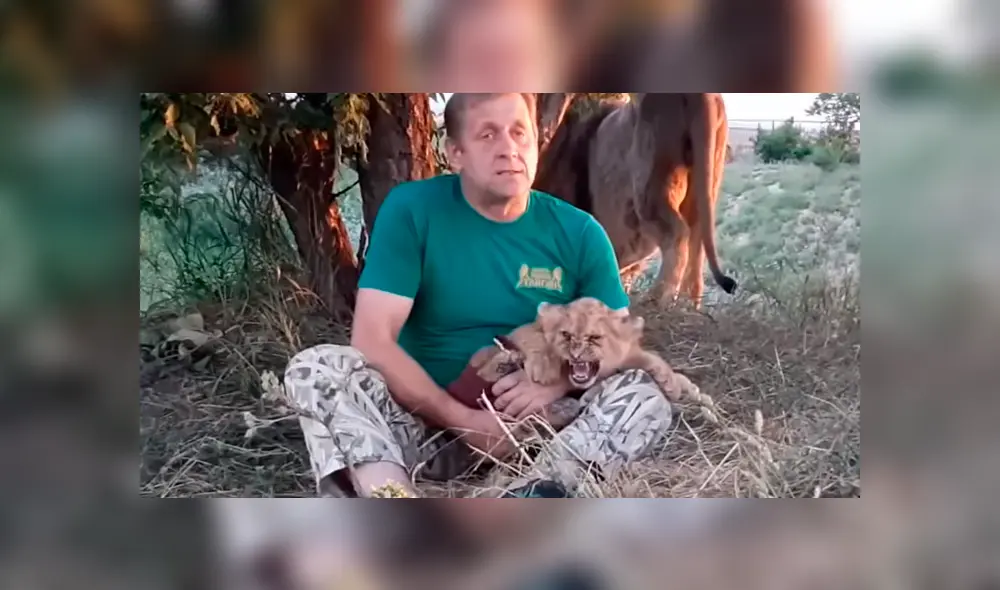 Un arriesgado hombre ingresó a recinto de leones para alimentar a león bebé. Un arriesgado hombre ingresó a recinto de leones para alimentar a león bebé.