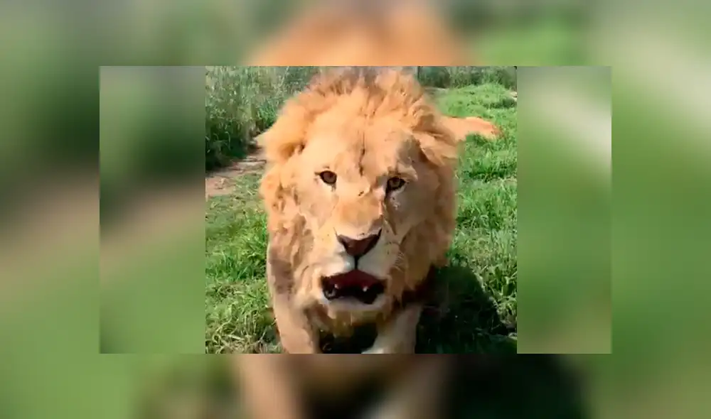 El video viral de Facebook registró el momento en que un enfurecido león atacó a su amo.