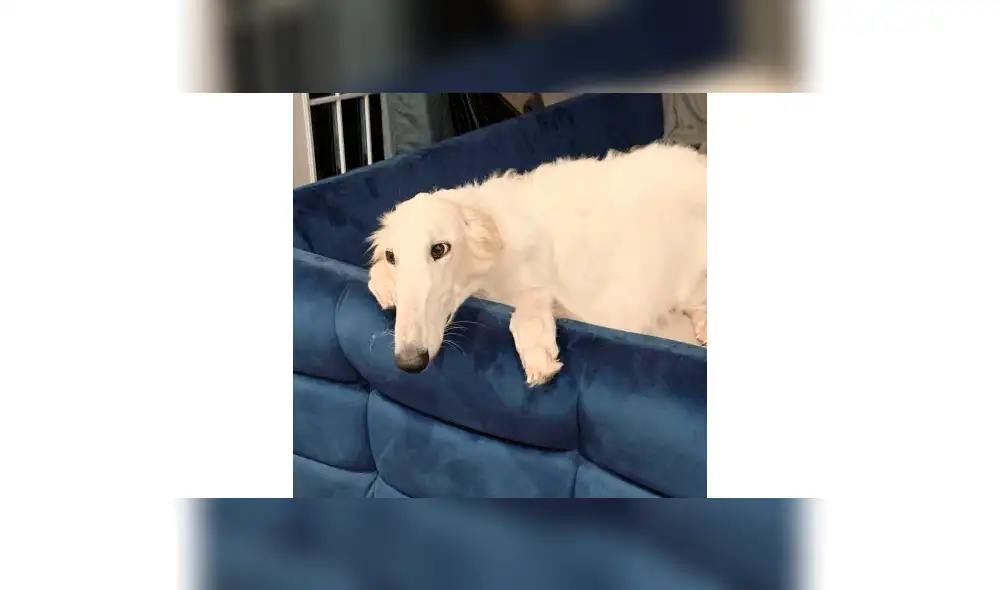 Conoce a Eris, la perrita con el hocico más largo del mundo que ha sorprendido a miles [VIDEO]