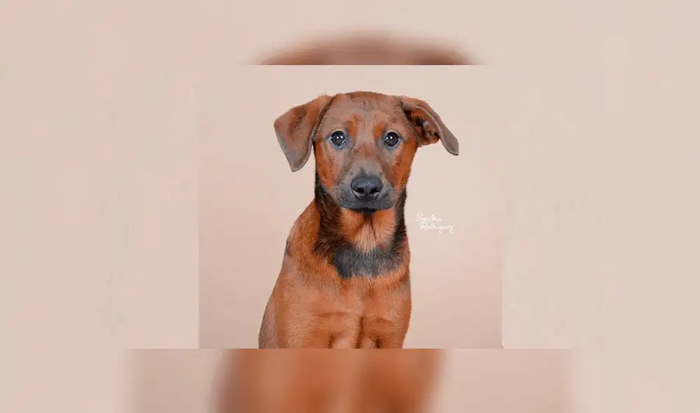 Perritos en adopción: Cachorros buscan un hogar. Foto: Instagram / Sandra Rodríguez