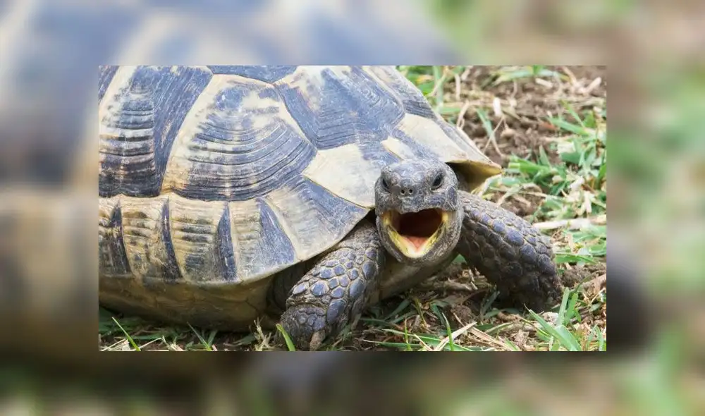 Tortuga incendia la casa de sus dueños en Navidad y se ‘molesta’ al ser rescatada [FOTOS]