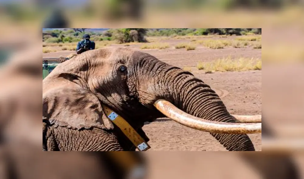 Tim, uno de los últimos elefantes de colmillos largos fue hallado muerto en reserva natural [VIDEO] 