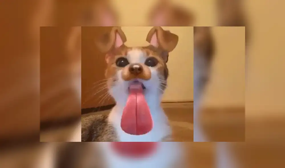 Facebook: gato se somete a los filtros de Snapchat y sufre radical cambio de look [VIDEO]