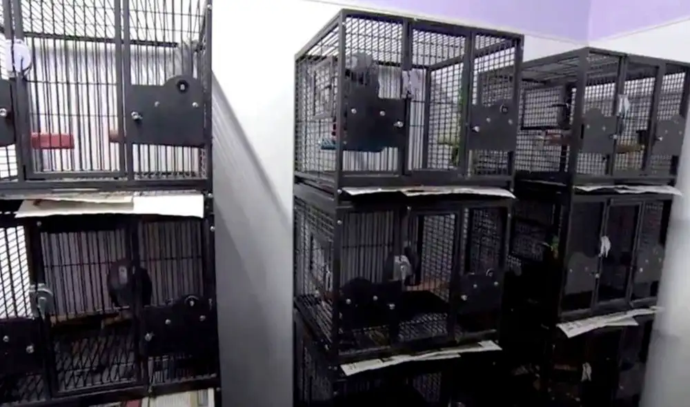 Los cinco pájaros fueron colocados en cuarentena antes de ser puestos en exhibición. Foto: BBC.