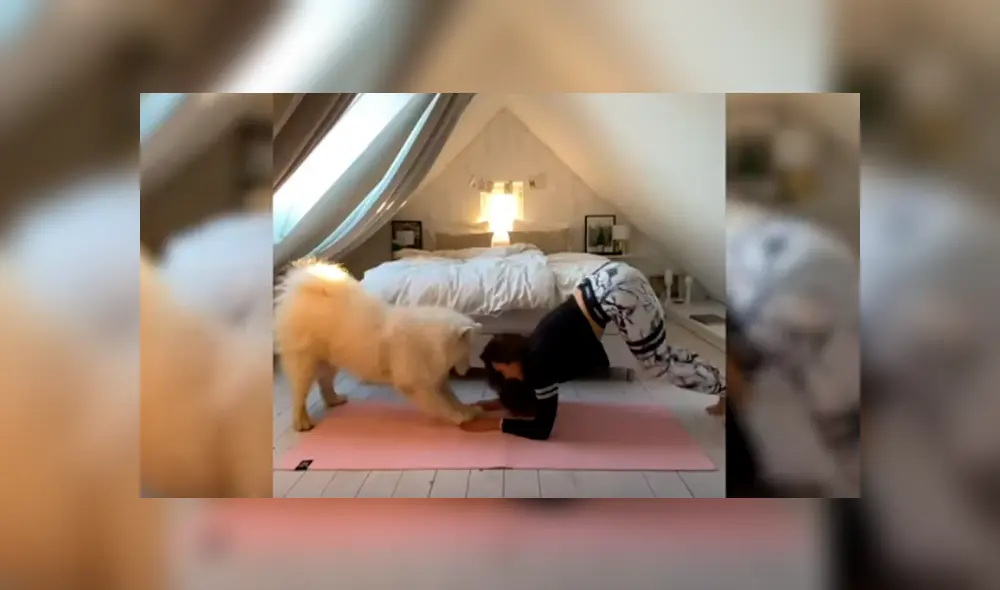 Desliza las imágenes hacia la izquierda para conocer la tierna labor de un perro al entrenar con su dueña.