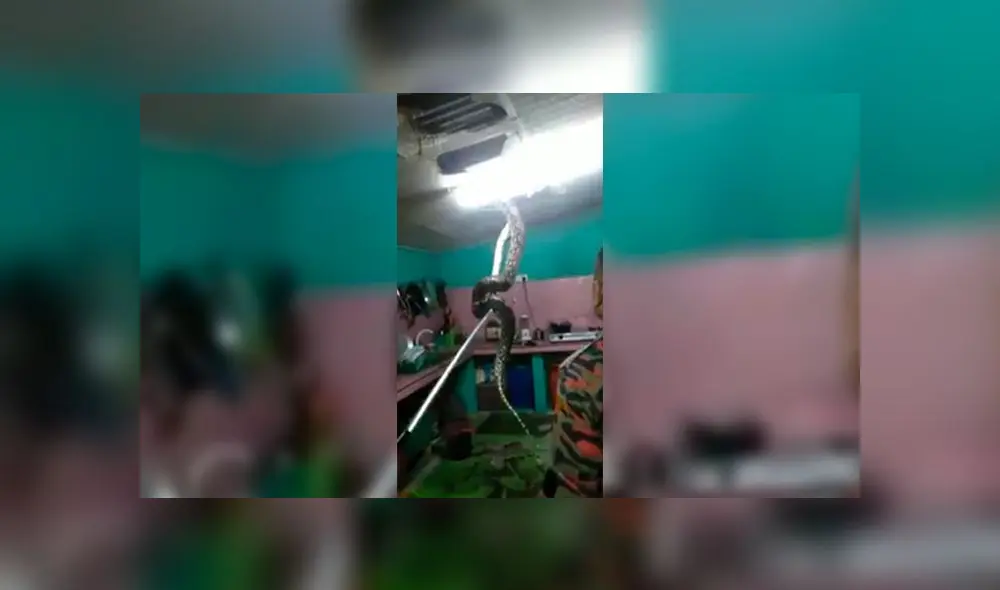 Desliza a la izquierda para ver este terrorífico descubrimiento. Fuente: Captura.