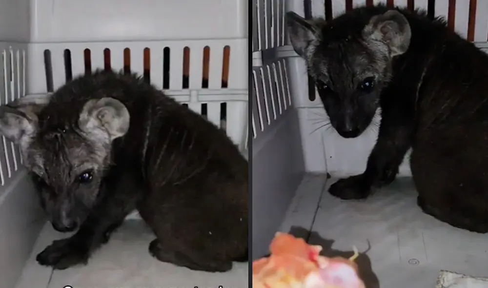 Este video ya cuenta con más de 367.000 'me gusta'. Foto: composición LR / TikTok / @pimvsgethsemani