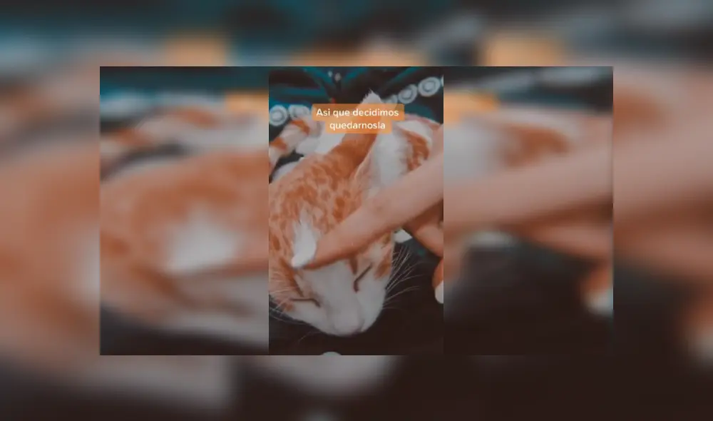 Desliza las imágenes para conocer la emotiva historia de una gata que sobrevivió tras caer a un tanque de agua. Fotocaptura: Facebook.