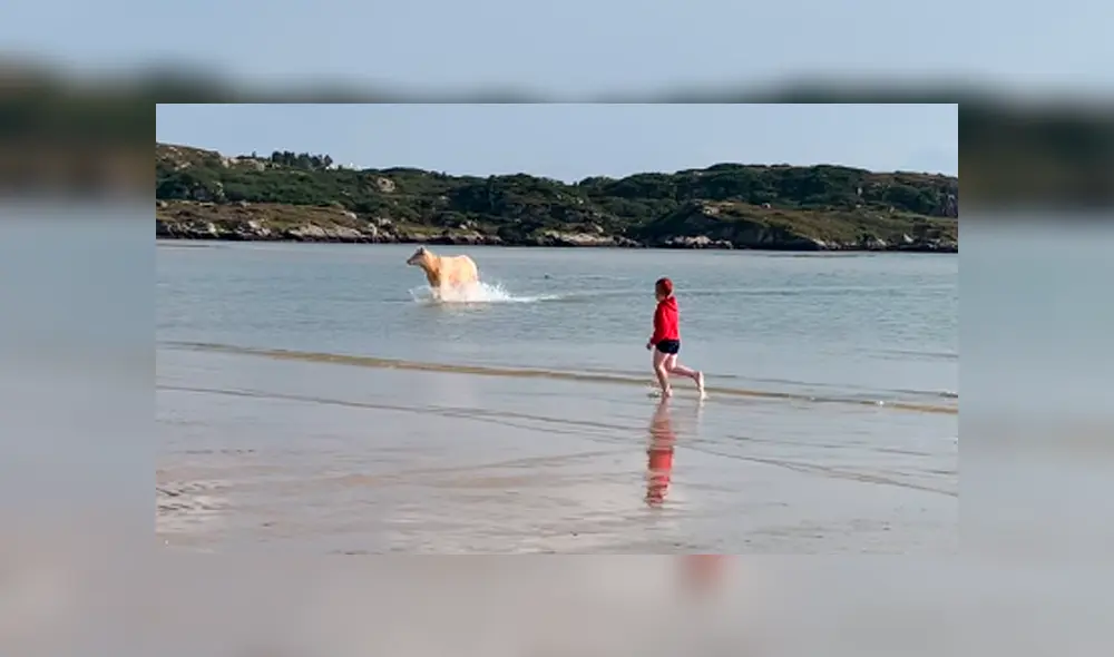 Desliza para ver a la vaca huyendo cuando se percata de la presencia de dos niños. Foto: ViralHog / YouTube