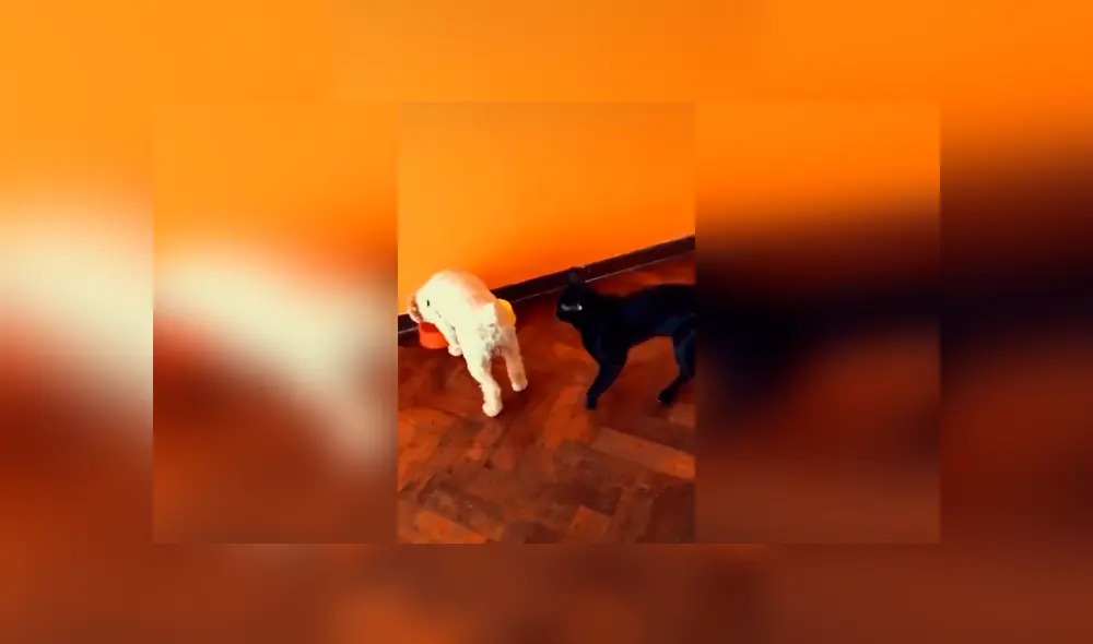 Desliza las imágenes para apreciar la travesura de un gato al fastidiar a su ‘compañero’ en ausencia de su dueño. Foto: Captura.