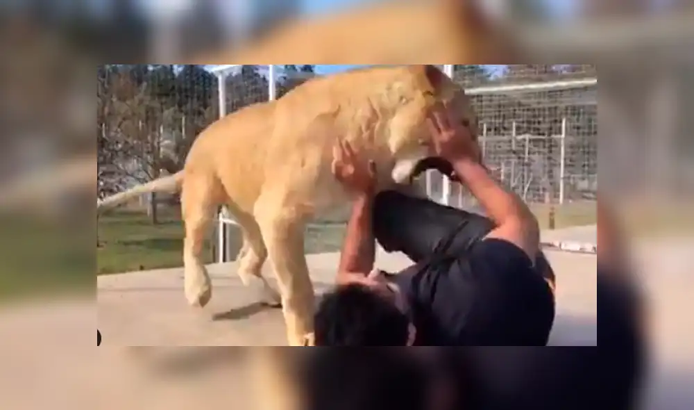 Facebook viral: visitante de zoológico arroja piedra a leona y ella reacciona así [VIDEO]