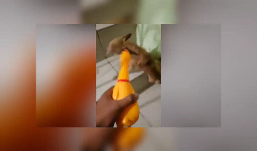 YouTube viral: no imaginarás lo que sucedió cuando un chihuahua rabioso intentó pelear con un pollo de hule [VIDEO] 