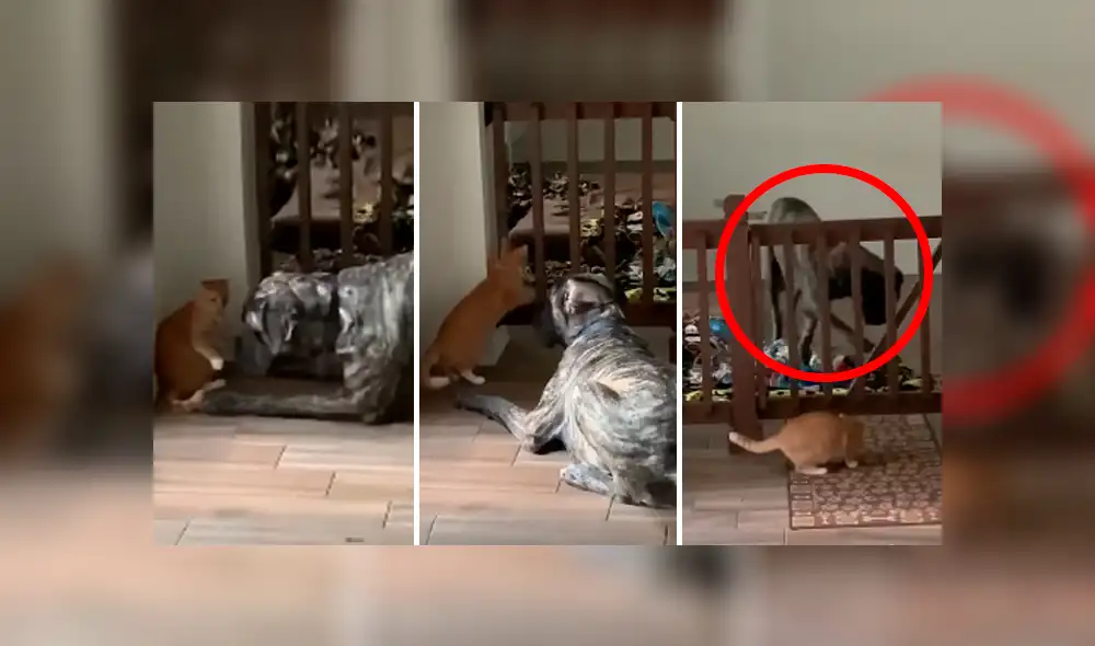 Desliza las imágenes para observar la dura lección que dio un gato para detener la molestia de un perro.