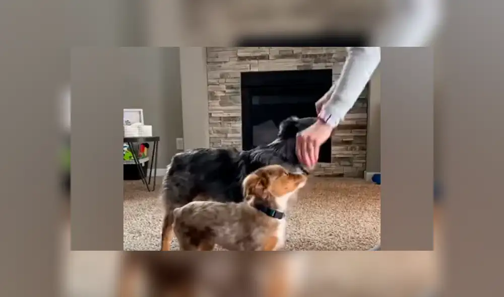 Desliza a la izquierda para ver más fotos de la cautivadora escena entre dos perros y su dueña. (Foto: captura)