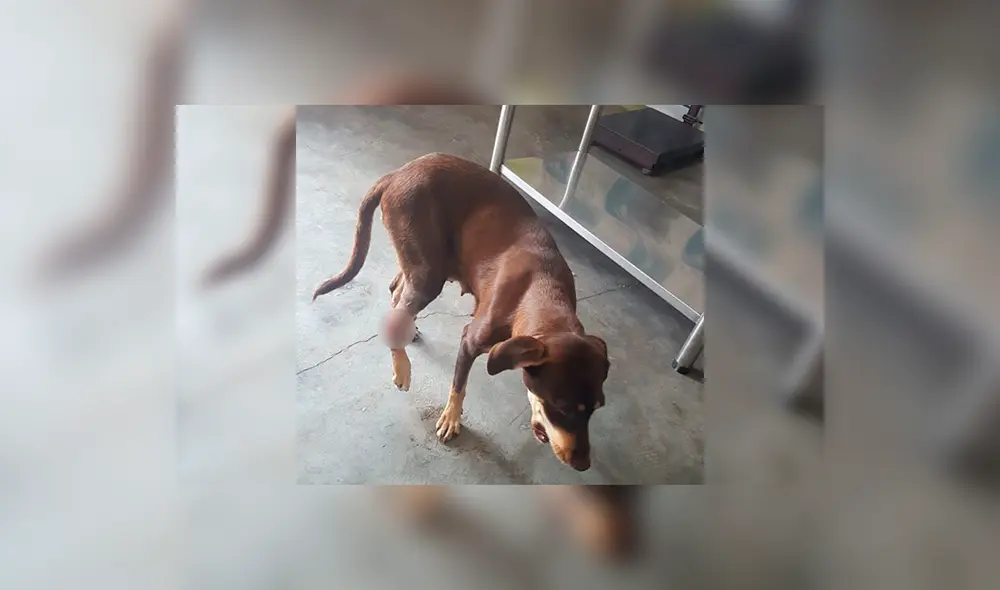 Janel Perrita Los Olivos Janel Perrita Los Olivos