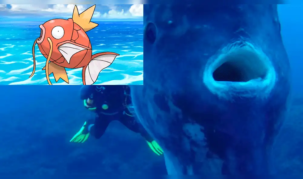 Instagram: Filman a gigante pez que se parece "Magikarp" de Pokémon [VIDEO]