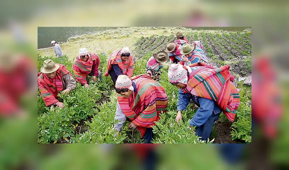 Perú debe mejorar la producción de papa 