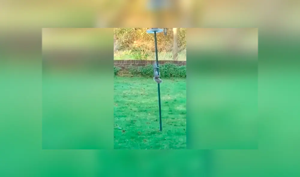 Desliza las imágenes para conocer el curioso truco que inventó una mujer para evitar que una ardilla se lleve la comida.