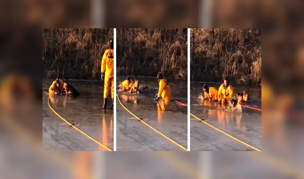 En Facebook, un grupo de bomberos ayudó a un indefenso perro que cayó a un lago congelado.