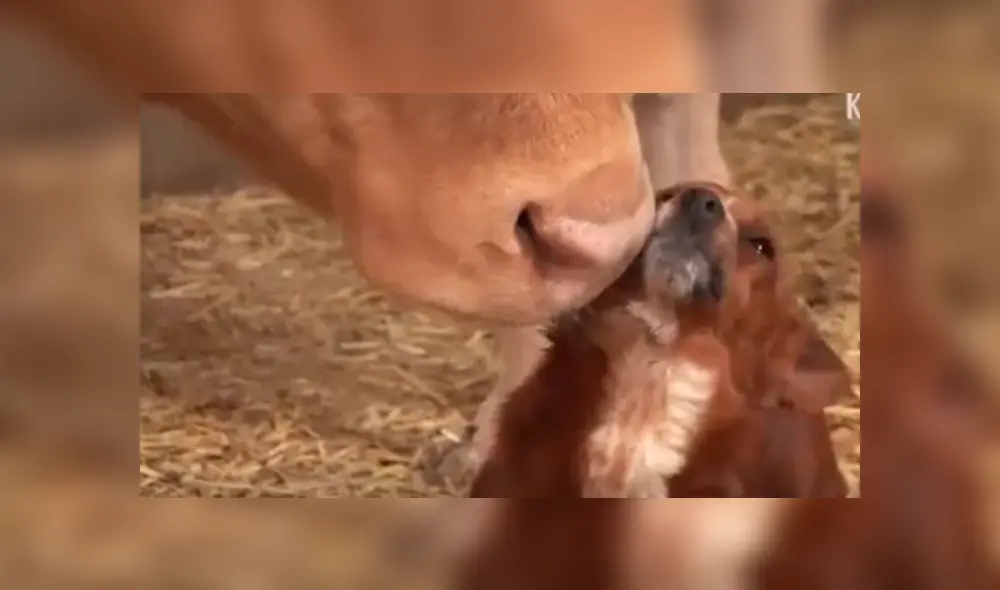 YouTube viral: perro llora de emoción al reencontrarse con vaca que lo cuidó desde bebé 