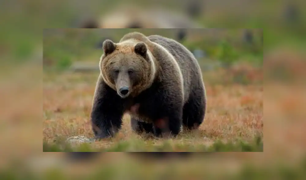 Google Maps: Buscaba la casa de su abuelo cuando captó una curiosa escena de un oso [FOTOS] 