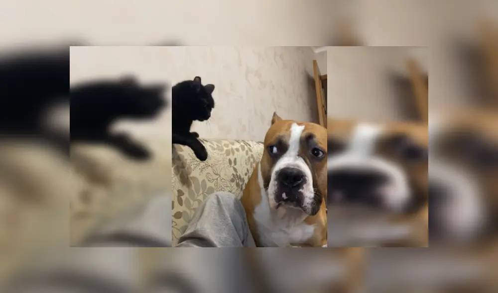 Desliza las imágenes para ver más sobre la furiosa reacción de este felino. (Foto: captura)