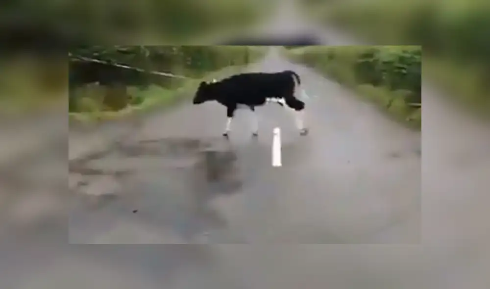 Video es viral en YouTube. Un joven captó el preciso momento en que un grupo de vacas creen haberse topado con un obstáculo en su camino. Foto: Captura.