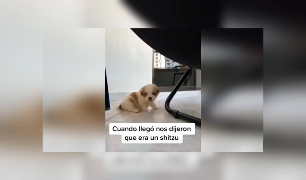Desliza las imágenes hacia la izquierda para conocer la verdadera raza de un perro al que creyeron era un shitzu. Foto: Captura.