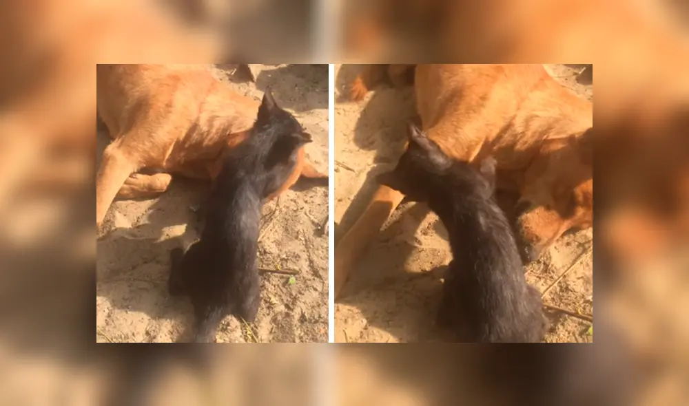 Es viral en Facebook. El dueño de los animales se percató de la emotiva escena y la grabó para compartirla en redes sociales Es viral en Facebook. El dueño de los animales se percató de la emotiva escena y la grabó para compartirla en redes sociales