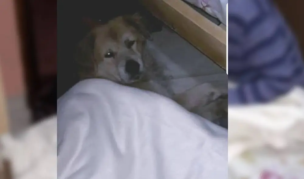 La historia del anciano conmovió a miles en las redes sociales. Foto: Facebook/Abogado Miguel Godoy