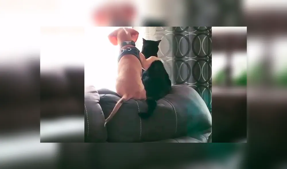 Desliza las imágenes para observar la conmovedora escena protagonizada por un perro y un gato tras quedarse solos en casa.