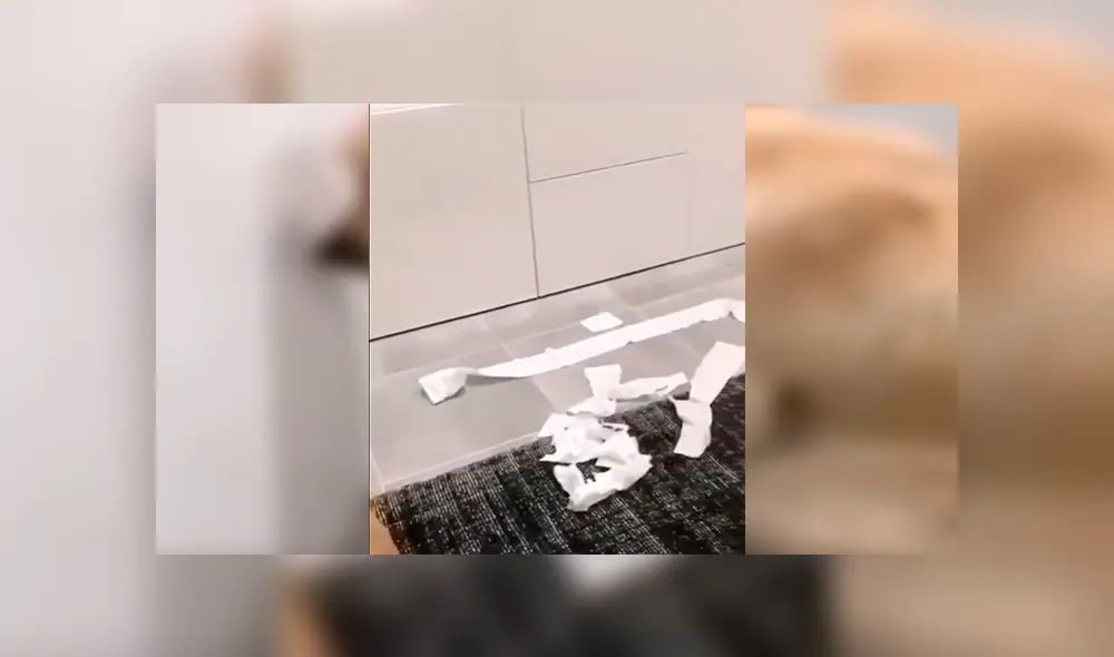 En Facebook, un perro tuvo inesperada reacción cuando su dueño descubrió su terrible travesura. En Facebook, un perro tuvo inesperada reacción cuando su dueño descubrió su terrible travesura.