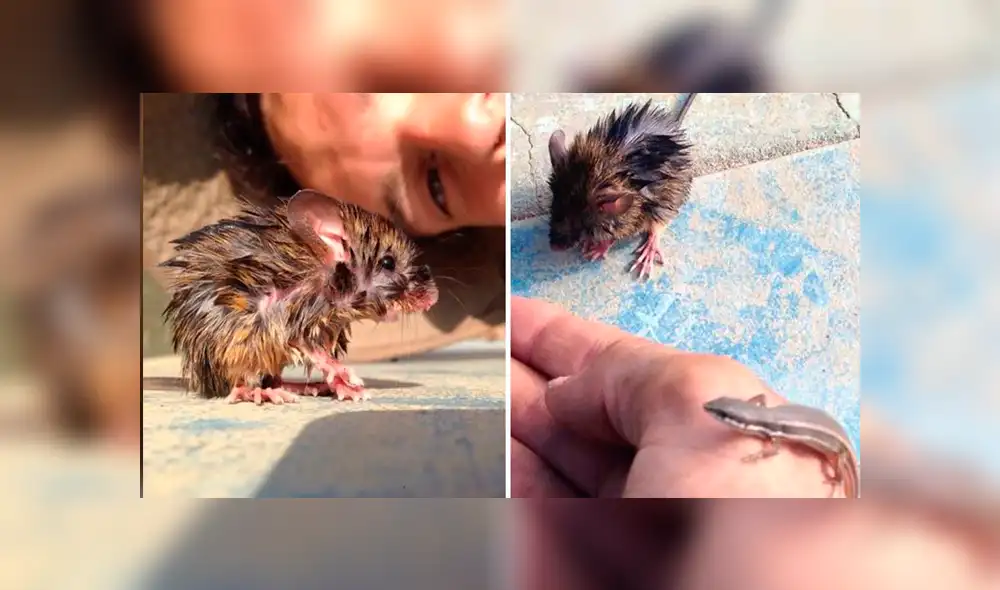 Desliza hacia la izquierda para ver las imágenes del viral de Facebook. Desliza hacia la izquierda para ver las imágenes del viral de Facebook.