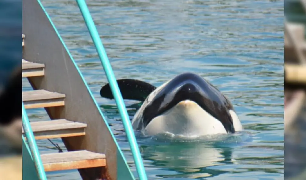 La orca sufrió durante varias horas tras haber perdido sus dientes. Foto: Facebook/One Voice