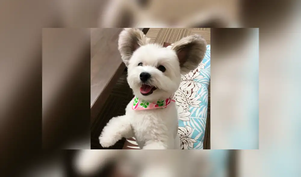 Desliza la imagen para ver a esta singular perrita. Foto: marupgoma_c/Instagram Desliza la imagen para ver a esta singular perrita. Foto: marupgoma_c/Instagram