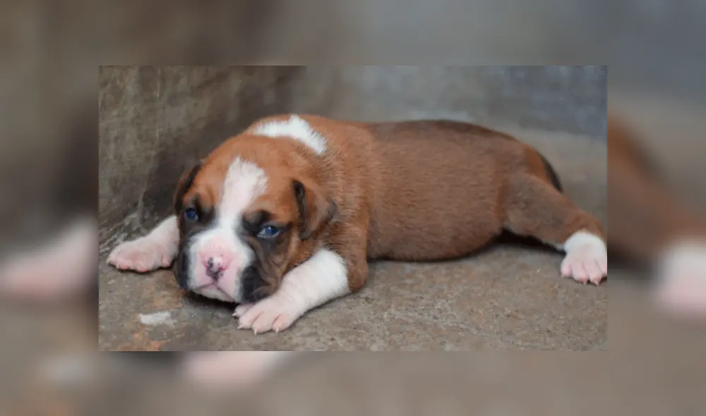 Algunos cachorros se salvaron del atroz acto.