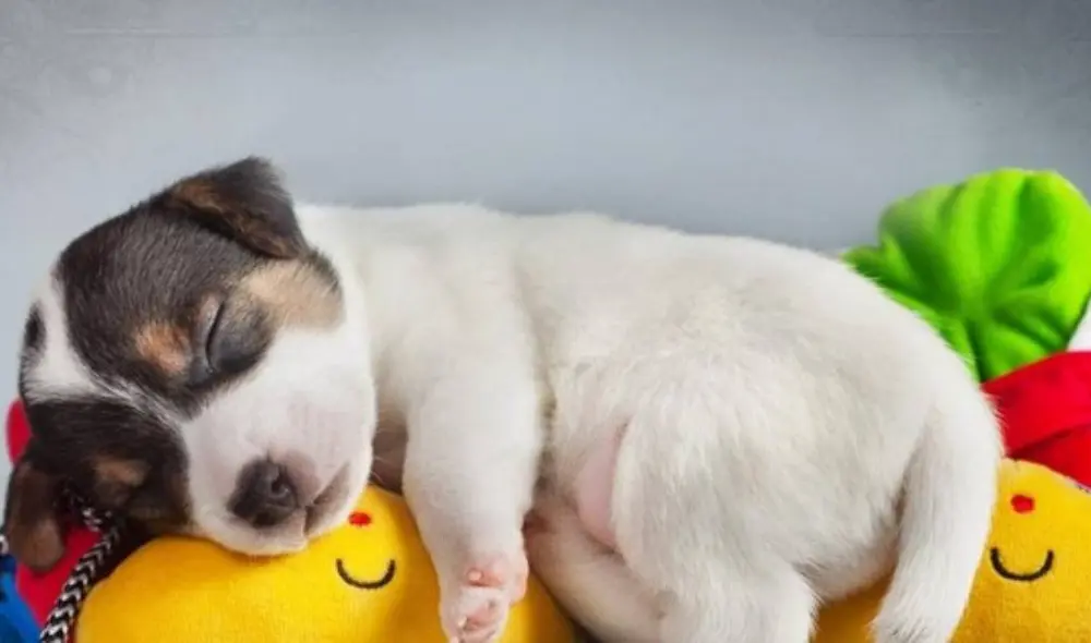 Experto Animal revela si es que los perros sueñan o no. Foto: ABC Experto Animal revela si es que los perros sueñan o no. Foto: ABC