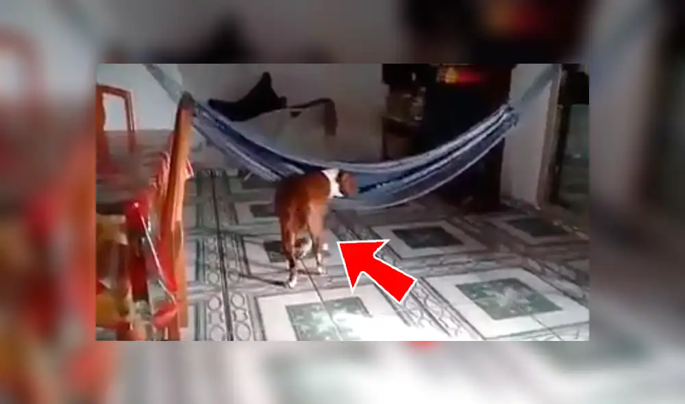 En Facebook, un joven se llevó tremenda sorpresa al descubrir que su perro se subió a la hamaca colocada en su sala. En Facebook, un joven se llevó tremenda sorpresa al descubrir que su perro se subió a la hamaca colocada en su sala.