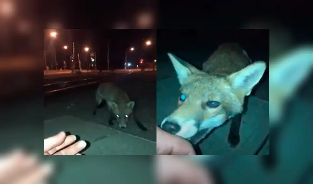 Curioso joven acaricia a zorro salvaje, sin presagiar el terrible desenlace que tendría [VIDEO]