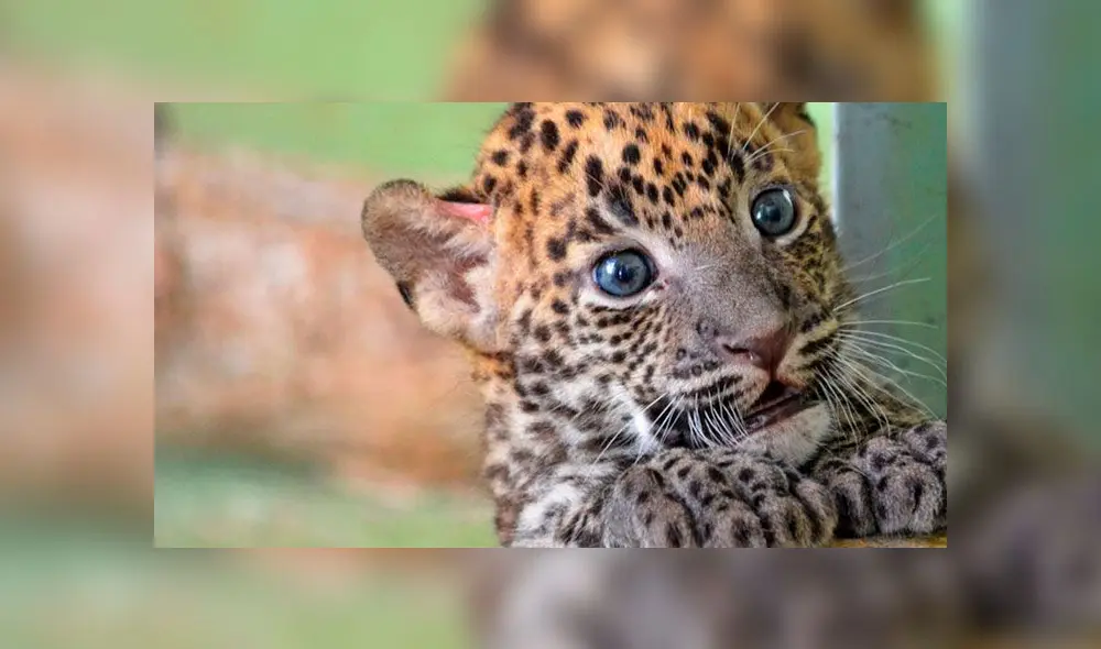 Cazador africano explica por qué no se arrepiente de haber matado a 5000 elefantes 