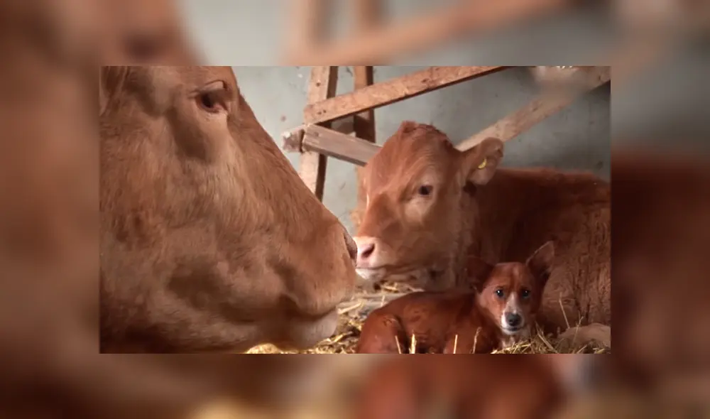 YouTube viral: perro llora de emoción al reencontrarse con vaca que lo cuidó desde bebé 