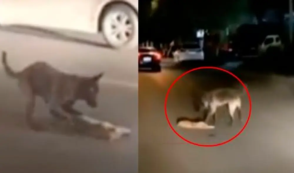 Desliza las imágenes para ver el noble acto de Pantera Negra con el felino que murió atropellado en una carretera. Foto: TikTok