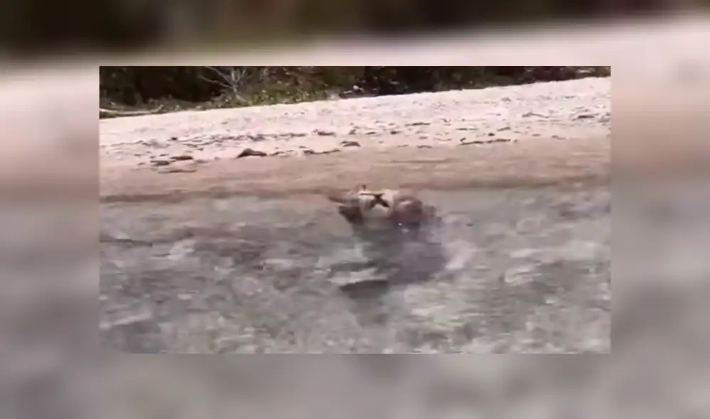 Facebook: Joven enseña a su gato a nadar utilizando un sensacional truco para que no le tema al agua [VIDEO]