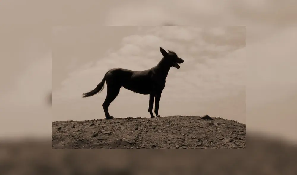Ñusta, la perrita guardiana de Chan Chan, desapareció