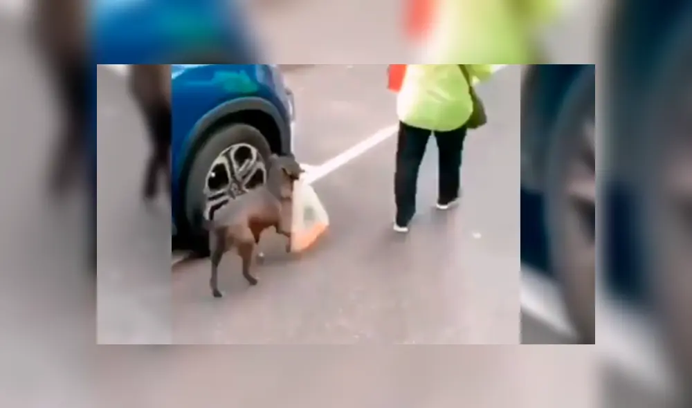 Video es viral en Facebook. El can fue captado durante un noticiero, cuando se narraban los hechos ocurridos en uno de los saqueos en Chile