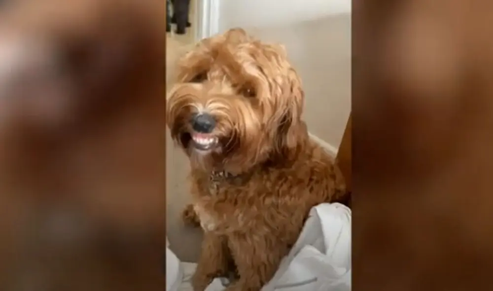 Desliza las imágenes para observar la singular reacción de una perrita para impedir que le llamen la atención. Foto: Caters Clips/ Referencial