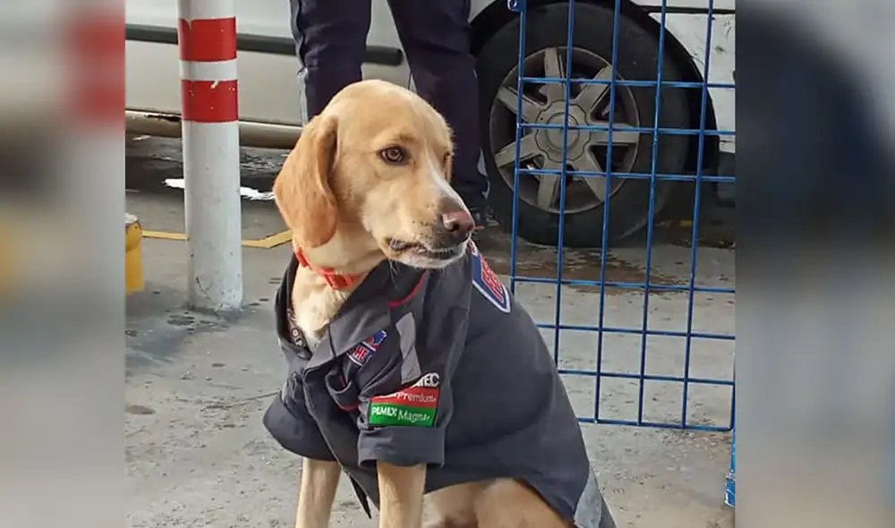 Desliza las imágenes para ver más detalles sobre esta tierna historia que se hizo viral en redes sociales. Foto: LSR Veracruz / Facebook