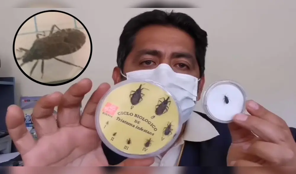 Arequipeños subieron a redes sociales fotografías de los insectos. Arequipeños subieron a redes sociales fotografías de los insectos.