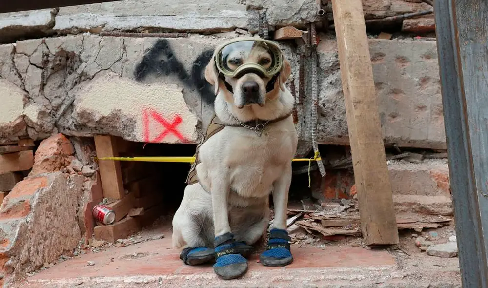 Durante su carrera como rescatista Frida recuperó un total de 55 cuerpos; 12 de ellos con vida. Foto: ARIEL OJEDA/ EL UNIVERSAL Durante su carrera como rescatista Frida recuperó un total de 55 cuerpos; 12 de ellos con vida. Foto: ARIEL OJEDA/ EL UNIVERSAL