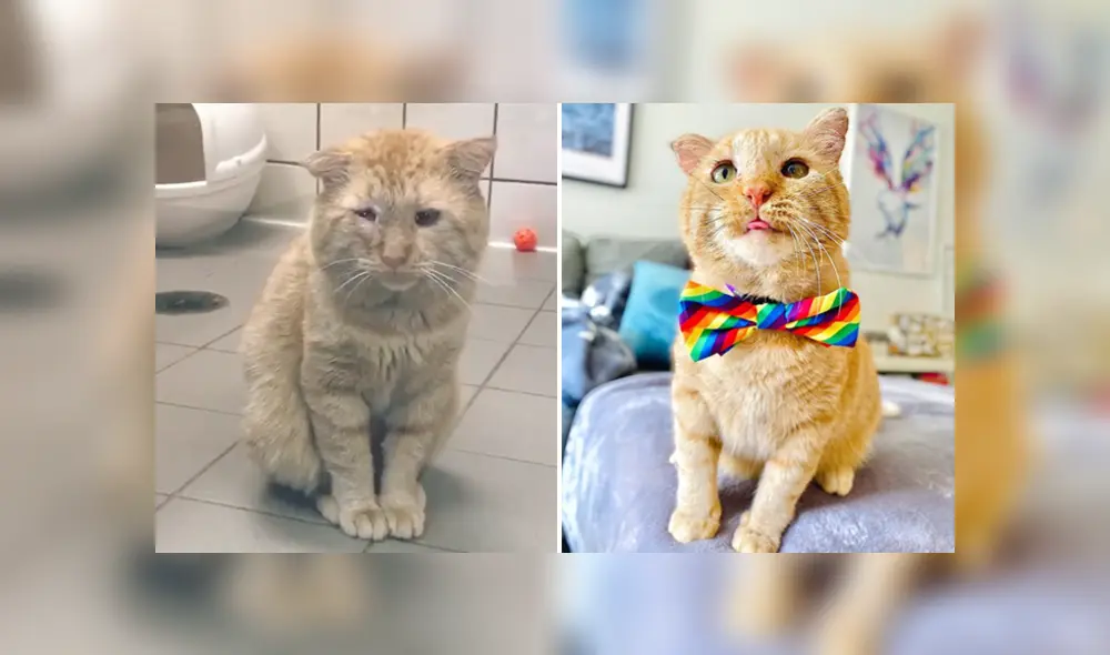 El felino tuvo un radical cambio tras pasar más de un año junto a su nueva dueña. Foto: Instagram